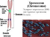 Хромосома (Chromosome). Эукариот ядросында ДНҚ-дан тұратын хромосома болады