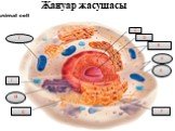 Жануар жасушасы Н В