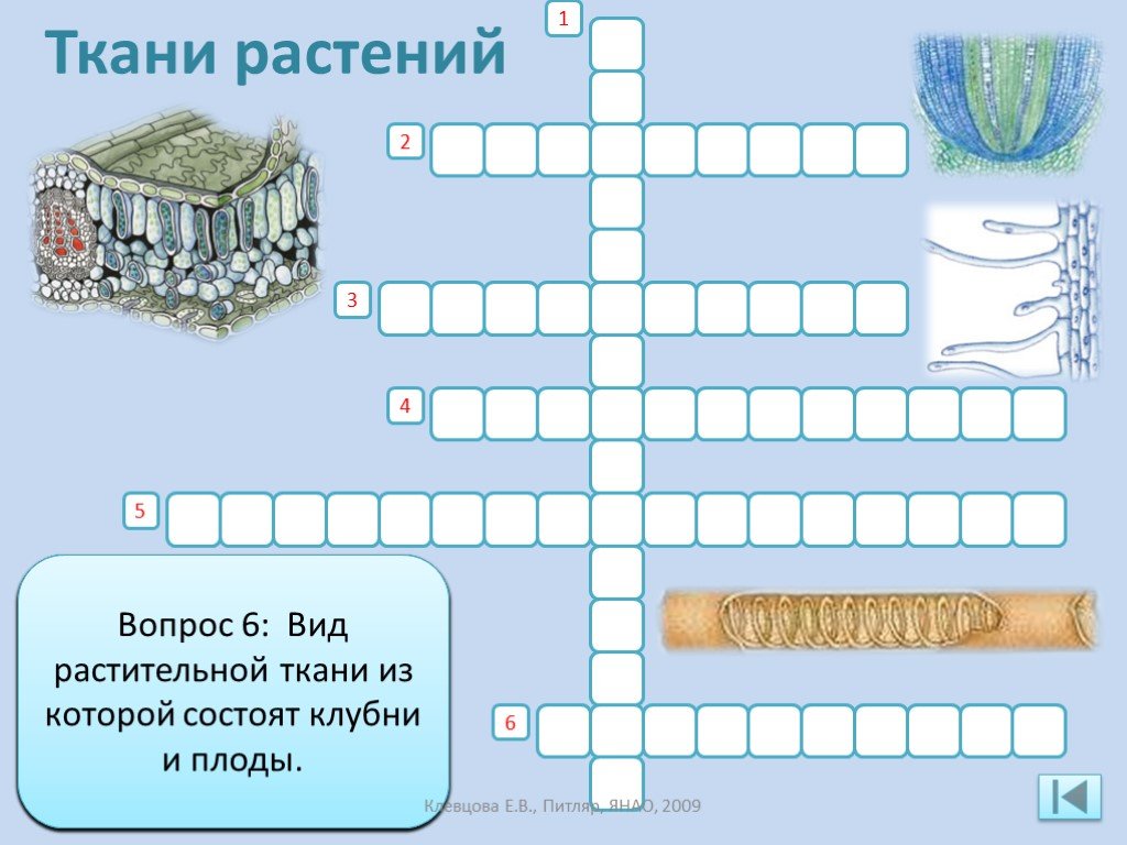 Вопрос с ответом клетка. Кроссворд по биологии 6 класс на тему ткани растений и животных. Кроссворд по теме строение растительной клетки. Кроссворд на тему растительные ткани. Кроссворд ткани растений.