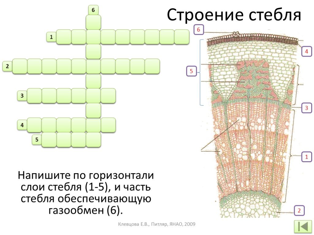 Биология тема строение стебля. Внутреннее строение стебля растения биология 6 класс. Внутреннее строение стебля 6 класс биология. Строение стебля растения 6 класс биология. Кроссворд по теме строение стебля 6 класс биология.