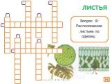 ЛИСТЬЯ ж. Вопрос 1: Тип расположения листьев друг против друга. Вопрос 2: Состоит из двух замыкающих клеток и щели между ними. Обеспечивает газообмен. Вопрос 3: Участок стебля между узлами. Вопрос 4: Осеннее явление в жизни растений. Вопрос 5: Орган растения, обеспечивающий фотосинтез, дыхание, испа