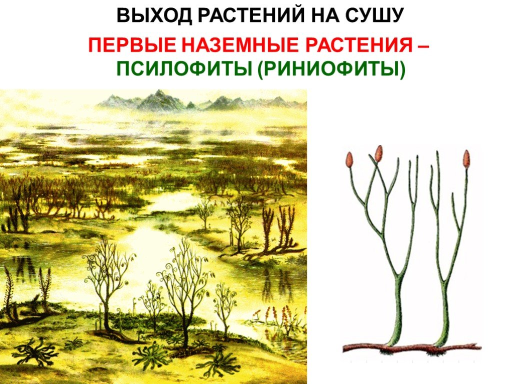 Риниофиты первые растения освоившие наземно воздушную. Палеозойская Эра псилофиты. Псилофиты и риниофиты. Риниофиты первые наземные растения. Риниофиты переходная форма между.