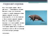 Морская корова. Или Стеллерова корова. Место обитания — Командорские острова. Большие стада этих животных плавали у самой поверхности воды, кормясь морской капустой (ламинарией), из-за чего животное и было названо морской коровой. Мясо её, которое было очень вкусным и не пахло рыбой, активно употреб