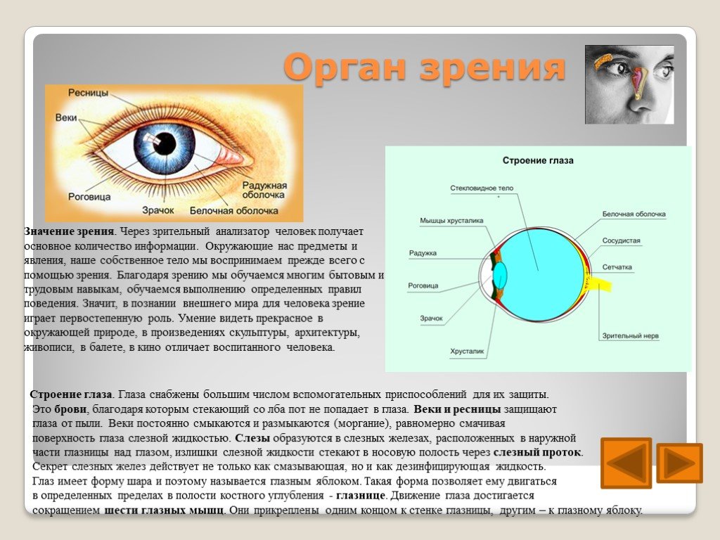 Органы чувств 8 класс биология презентация. Строение человеческого глаза. Органы чувств человека зрение. Доклад на тему глаз. Строение органа зрения человека.