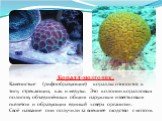 Коралл-мозговик. Каменистые (рифообразующие) кораллы относятся к типу стрекающих, как и медузы. Это колонии коралловых полипов, объединённых общим наружным известковым скелетом и образующих единый «сверх организм». Своё название они получили за внешнее сходство с мозгом.