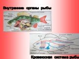 Внутренние органы рыбы. Кровеносная система рыбы