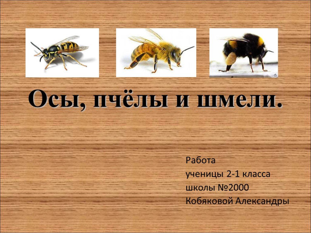 Шмель информация 2 класс окружающий. Оса для презентации. Информация о пчелах. Сообщение о осах. Пчела и Оса.