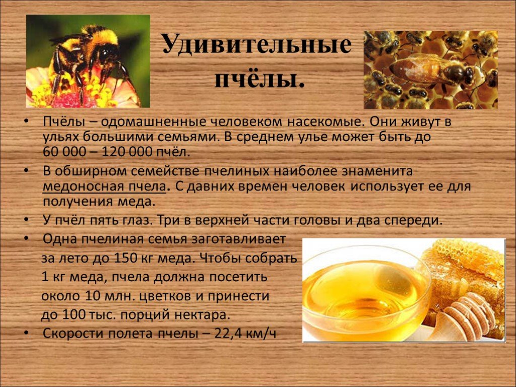 Важная информация о пчелах 2
