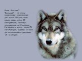 Волк - большой? "Большой", - не очень подходящее определение для волка. Обычно волк-самец весит около 50 килограммов, волчица - килограммов на 5 меньше. Их высота в холке - около 75 сантиметров, а длина от носа да кончика хвоста достигает 1,5 - 2 метров.