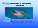 Объект: черноморские дельфины- афалины. Предмет: физиологические механизмы воздействия дельфинотерапии