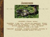 Анаконда. АНАКОНДА (Eunectes murinus) Крупнейшая в мире змея — населяет всю тропическую Южную Америку к востоку от Кордильер и остров Тринидад. Средние размеры взрослой анаконды — 5—6 м, но изредка встречаются особи до 10 м длиной. Уникальный по величине достоверно измеренный экземпляр из Восточной 