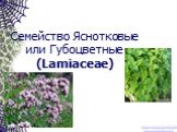 Семейство Яснотковые или Губоцветные (Lamiaceae). Бесплатные презентации http://prezentacija.biz/
