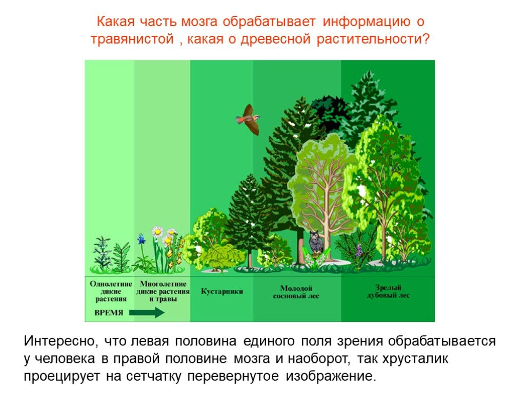 Охарактеризуйте роль ярусного размещения видов в биогеоценозе