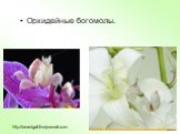 Орхидейные богомолы. http://anastgal.livejournal.com