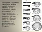 Регенерация хрусталика у взрослого тритона (схема). Римскими цифрами (I—XI) обозначены стадии регенерации; 1 — пигментированные клетки внутреннего и наружного листков радужной оболочки глаза; 2 — зачаток хрусталика; 3 — восстановленный функционирующий хрусталик.