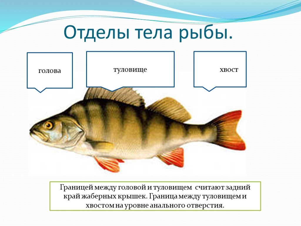 Какие отделы тела имеет рыба. Внешнее строение рыбы биология. Надкласс рыбы отделы тела. Название плавников у рыб. Строение тела рыбы.