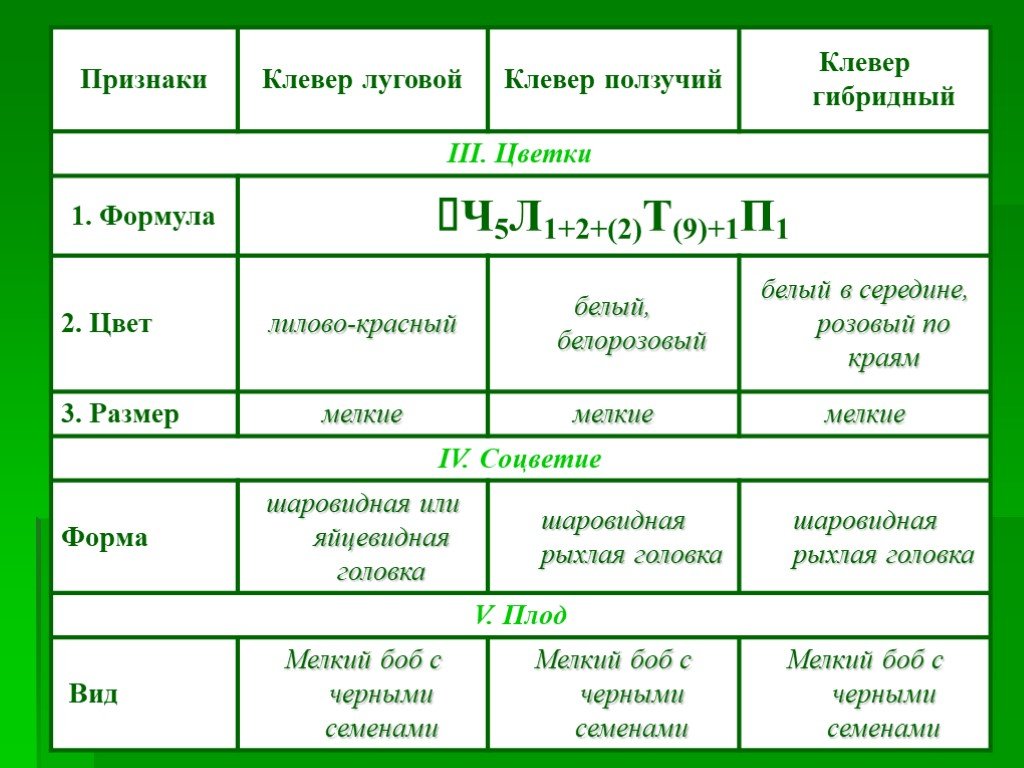 Таблица Клевер Луговой и ползучий.
