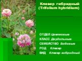 Клевер гибридный (Trifolium hybridium). ОТДЕЛ Цветковые КЛАСС Двудольные СЕМЕЙСТВО Бобовые РОД Клевер ВИД Клевер гибридный