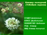 Клевер ползучий (Trifolium repens). ОТДЕЛ Цветковые КЛАСС Двудольные СЕМЕЙСТВО Бобовые РОД Клевер ВИД Клевер ползучий