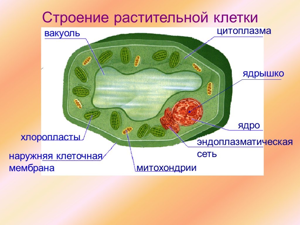 Фото строение клетки по биологии 5 класс