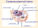 митохондрия ядро аппарат Гольджи цитоплазма лизосомы. эндоплазматическая сеть. клеточный центр. клеточная мембрана. Строение животной клетки