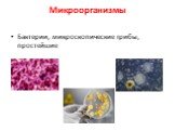 Микроорганизмы. Бактерии, микроскопические грибы, простейшие