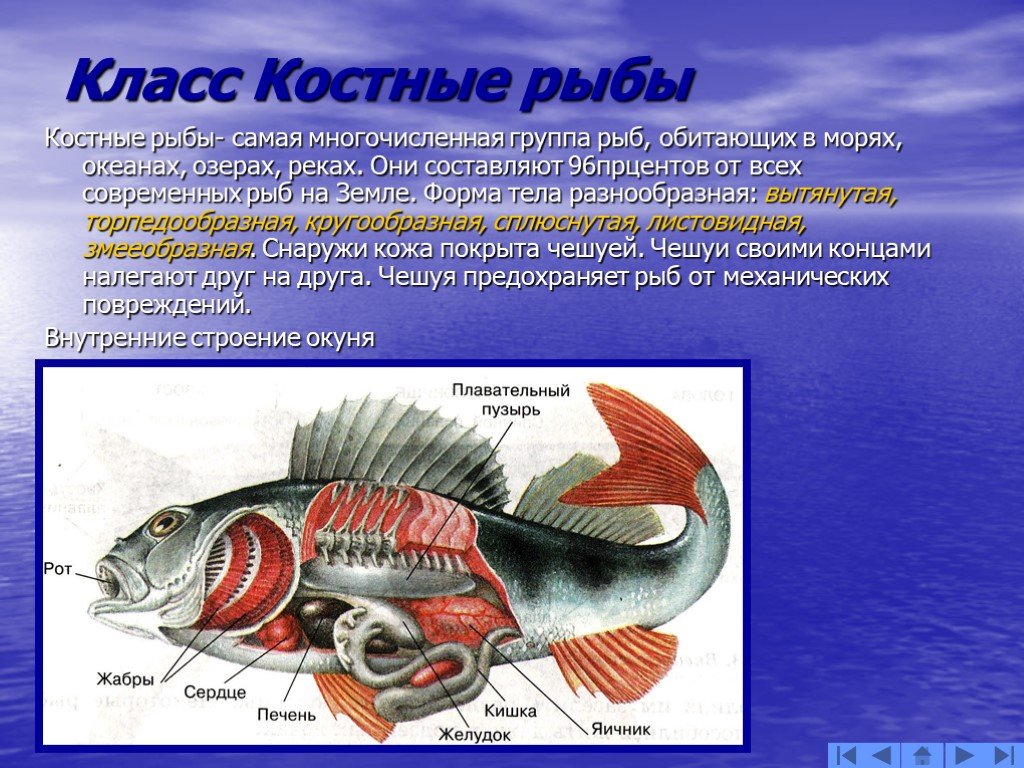 Рыба урок биология