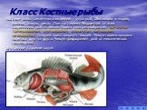 Класс Костные рыбы. Костные рыбы- самая многочисленная группа рыб, обитающих в морях, океанах, озерах, реках. Они составляют 96прцентов от всех современных рыб на Земле. Форма тела разнообразная: вытянутая, торпедообразная, кругообразная, сплюснутая, листовидная, змееобразная. Снаружи кожа покрыта ч