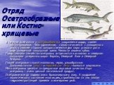 Отряд Осетрообразные или Костно-хрящевые. В течение всей жизни у осетроообразных сохраняется хорда, скелет костно-хрящевой. Тело удлиненное, голова начинается с уплощенного рыла, с нижней стороны которого имеются два пары усиков и рот в виде поперечной полулунной щели. Челюсти лишены зубов. Представ