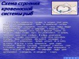 Схема строения кровеносной системы рыб. У рыб система кровеносных сосудов, по которым течет кровь, образует круг кровообращения. Кровь по кровеносной системе движется благодаря сокращению мышечных стенок сердца. Сердце рыб двухкамерное, состоит из предсердия и желудочка. Оно расположено в передней ч