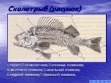 Скелет рыб (рисунок). 1-череп;2-позвоночник;3-спинные плавники; 4-хвостовой плавник;5-анальный плавник; 6-грудной плавник;7-брюшной плавник.