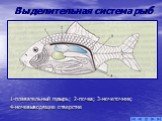 Выделительная система рыб. 1-плавательный пузырь; 2-почка; 3-мочеточник; 4-мочевыводящие отверстие