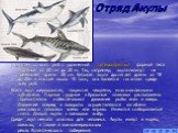 Отряд Акулы. К акулам относят рыб с удлиненной торпедообразной формой тела и длиной от 20 см до 20 м. Так, например, акула-лилипут не превышает длины 20 см. Китовая акула достигает длины от 18 до 20м и массой около 10 тонн, она является гигантом среди всех рыб. Кожа акул шероховатая, покрытая чешуям