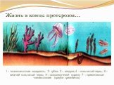 Жизнь в конце протерозоя…. 1 – многоклеточная водоросль; 2- губка; 3 – медуза; 4 – кольчатый червь; 5 – сидячий кольчатый червь; 6 – восьмилучевой коралл; 7 – примитивные членистоногие (предки трилобитов)