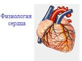 Физиология сердца