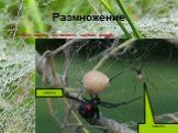 Размножение. Самки пауков, как правило, крупнее самцов. самец самка
