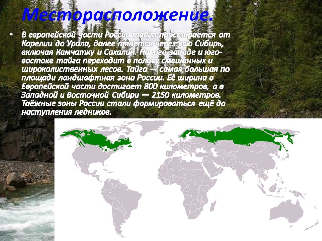 Занимает территории между тайгой широколиственными лесами. Распространение тайги в России. Расположение зоны тайги в Евразии. Географическое расположение тайги в России. Тайга расположение на карте России.