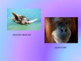 морская черепаха орангутанг