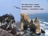 На береговых скалах расположены «птичьи базары» с залежами гуано.