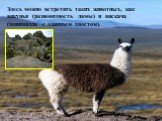 Здесь можно встретить таких животных, как викунья (разновидность ламы) и вискача (шиншилла с длинным хвостом).