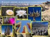 В пустыне , несмотря на засушливые условия, произрастает более 160 видов кактусов, из них 90 - встречаются только здесь.