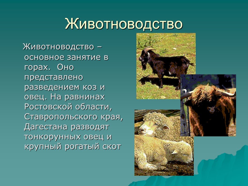 Отрасли животноводства северного кавказа