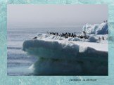 Пингвины на айсберге