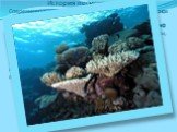 История происхождения Современная история развития Большого Кораллового рифа длиться около восьми тысяч лет. Старый фундамент по-прежнему заполняется новыми пластами. Барьерный риф сформировался вдоль шельфовой устойчивой платформы, где незначительные смещения земной поверхности и мелкая глубина поз