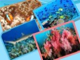Большой барьерный риф является одной из самых разнообразных экосистем в мире. Здесь обнаружено около 400 видов кораллов, 1 500 разновидностей рыб и многообразие других животных и растений.