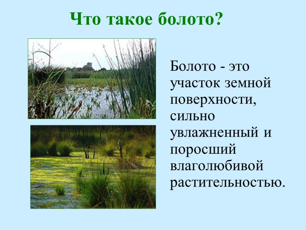 Чем отличается болото. Презентация на тему болота. Болото это определение. Что такое болото кратко. Болота это определение.