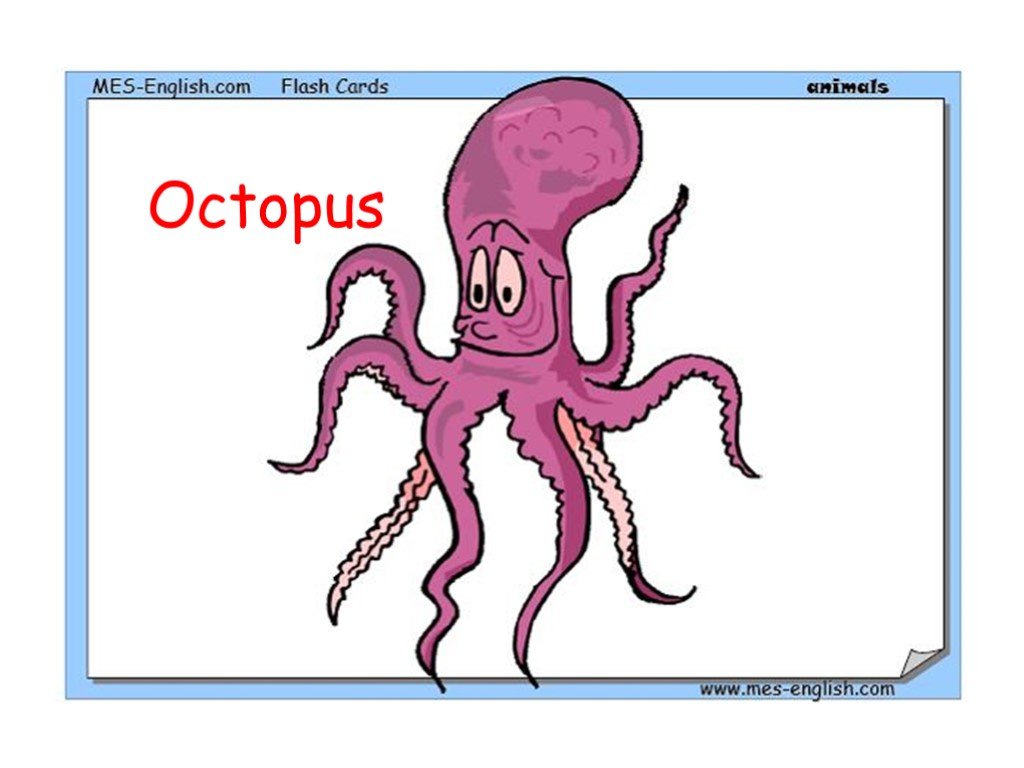 Текст про осьминога на английском языке. Octopus body Parts. Осьминог слова на английском на эту букву. Осьминог анатомия и физиология в картинках.
