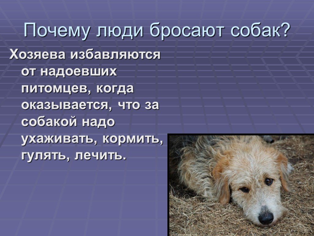 Я хочу рассказать о своей собаке. Собака для презентации. Презентация на тему собаки. Слайд для презентации собаки. Проект про щенка.