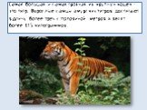 Самая большая и самая грозная из крупных кошек - это тигр. Взрослые самцы амурских тигров достигают в длину более трех с половиной метров и весят более 315 килограммов.