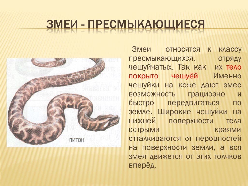 Змеи биология 7 класс. Пресмыкающиеся змея 3 класс окружающий мир. Змеи доклад. Доклад о змеях 3 класс окружающий мир. Проект на тему змеи.